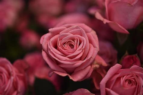 Rose Flower Petal Blooming Floral Love Bouquet Romance