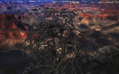 Nature Landscape Grand Canyon Dead Trees Erosion Wallpaper