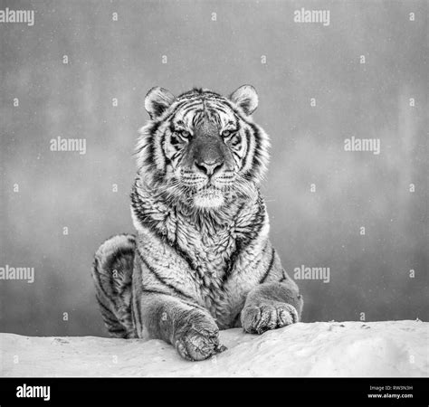 Tiger Behavior Black And White Stock Photos And Images Alamy