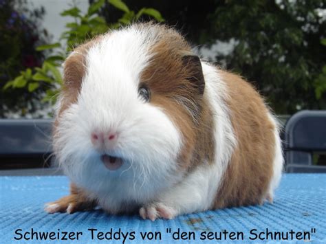 ‹ › schweizer teddy meerschweinchen. Kleinanzeigen Meerschweinchen - Seite 15