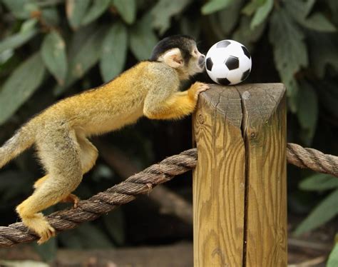 Squirrel Monkey Plays With Soccer Ball Photos Animals