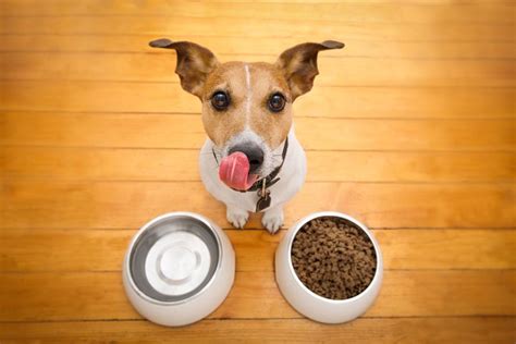 How To Grind Dry Dog Food And Why Its Important Dogs Hub