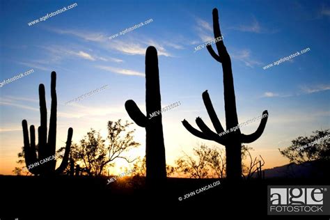 Saguaro Cactus Silhouette At Sunset Carnegiea Gigantea Stock Photo