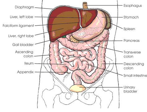 The abdomen can also be divided into nine regions. abdominal organs diagram - Google Search | Human anatomy ...