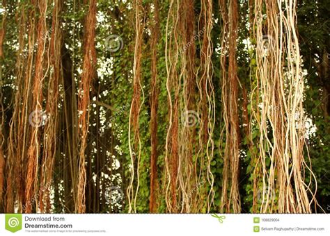 Beautiful Banyan Tree Root Bunches Stock Photo Image Of