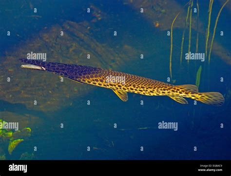 Alligator Gar Fish Atractosteus Spatula Is Native Species In Stock