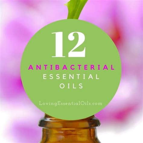 Top 12 Antibacterial Essential Oils Antibacterial Essential Oils
