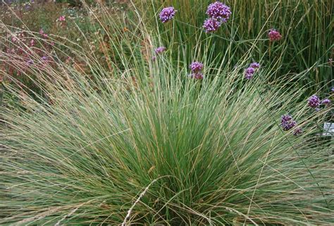 August Plant Of The Month Festuca Mairei