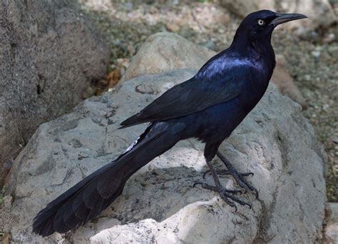 Bluish Black Bird Smithsonian Photo Contest Smithsonian Magazine