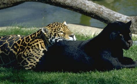 Jaguares de córdoba f c. Los Jaguares