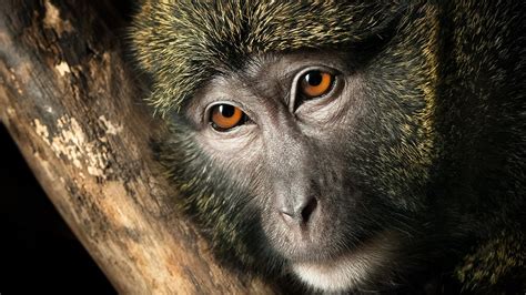 🥇 Close Up Animals Wildlife Monkeys Primates Faces Branches Wallpaper