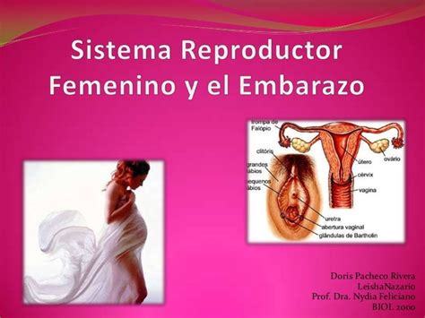 Sistema Reproductor Femenino Y El Embarazo