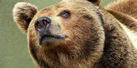 People Taking Bear Selfies Has Somehow Become A Serious Problem