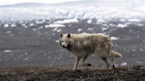 White Wolves Ghosts Of The Arctic Wolves Thrive In Some Of The