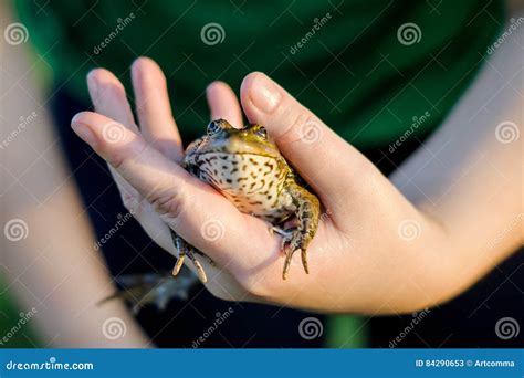 Girl Holding A Frog In A Hand Stock Image Image Of Hand Frog 84290653