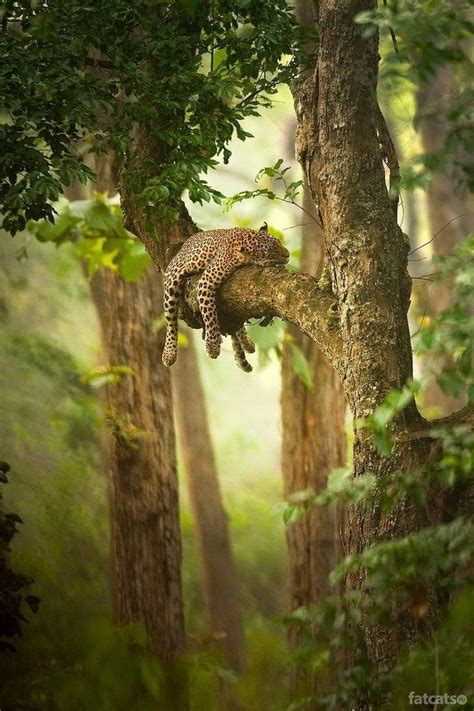 Pin By Дмитрий On Животные Nature Animals Wildlife Photography