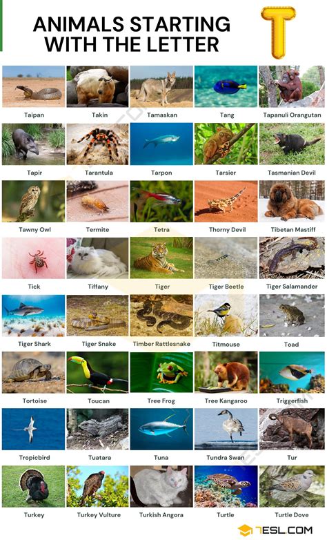 Animals that Start with T: Impressive List of 42 Animals Starting with