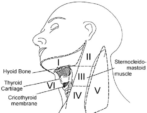 Lymph Node In Neck Map