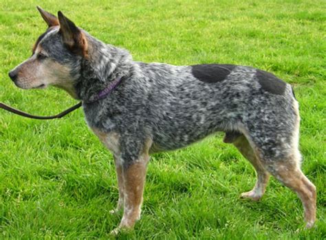 Blue Heeler Dog Breed Temperament Diet And Training Platpets
