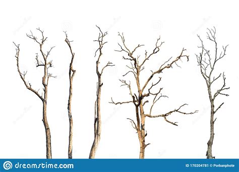 Set Of Dry Tree Branch Isolated On White Stock Image Image Of Natural