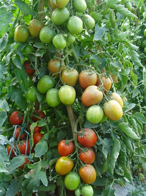 Gambar Buah Tomat Apel Koleksi Gambar Hd