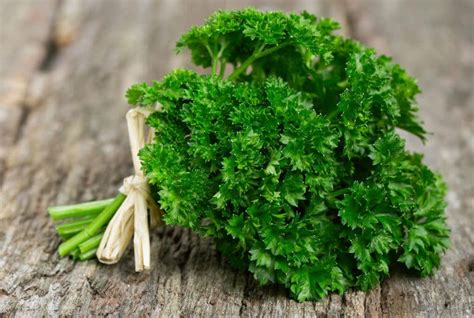 How To Grow Parsley 12 Quick Tips The Gardening Dad
