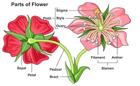 What Are The Parts Of A Rose Flower Plant Detailed Explanation