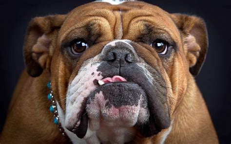9 English Bulldog Hd Wallpapers Background Images Wallpaper Abyss