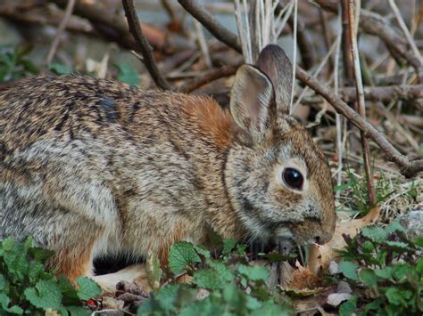 The Online Zoo Eastern Cottontail