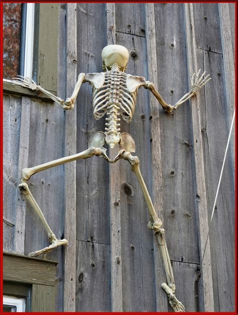Climbing Skeleton By Anna Photo 179941905 500px Clothes Hanger