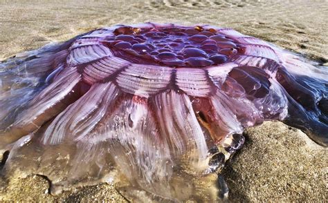 una gran medusa melena de león sorprendió en nueva zelanda nuestroclima