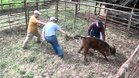 How Not To Catch A Cow Drunk Redneck Cattle Roping Youtube