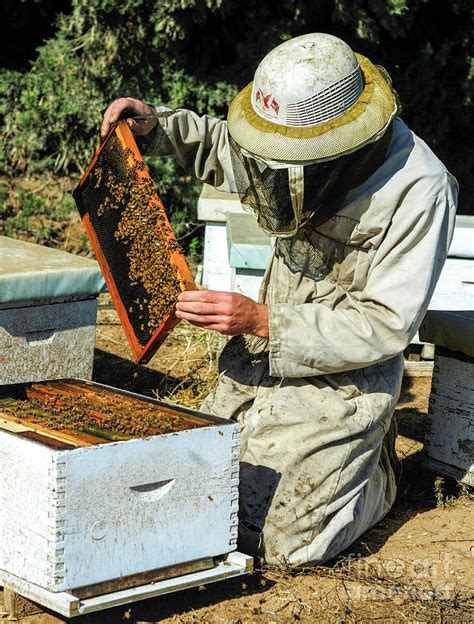 Two Bee Keepers Removing Honey From A Beehive Photograph By Uzi Tzur