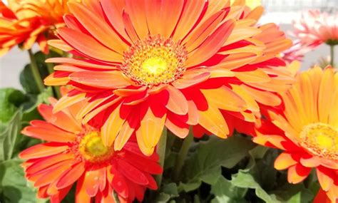 How To Plant And Care For Gerbera Daisies Growing Instructions For