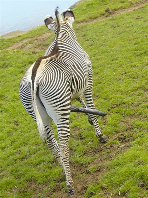 Five Legged Zebra Flickr Photo Sharing