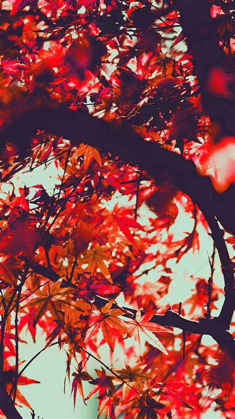Red Autumn Leaves Wallpapers 4k Hd Red Autumn Leaves Backgrounds On