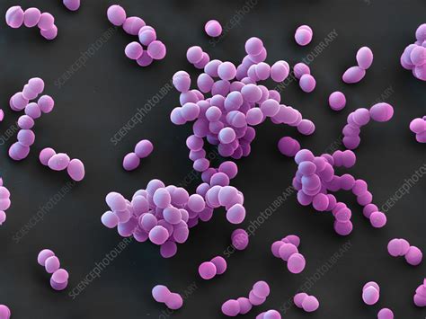 Enterococcus Faecalis Bacteria Sem Stock Image C0491597 Science