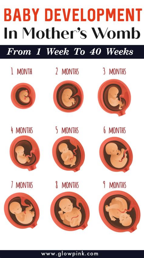 How A Baby Develops From 1 Week To 40 Weeks In Mothers Womb Baby
