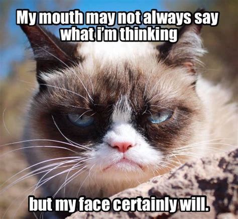 Hilarious And Sarcastic Grumpy Cat Memes Lively Pals Grumpy Cat