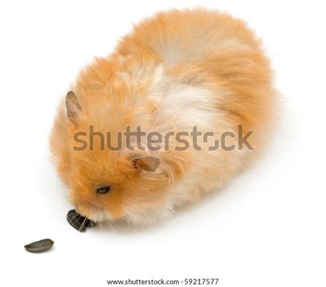 Orange Color Syrian Hamster Sunflower Stock Photo 59217577 Shutterstock