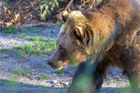 An Adult Grizzly Bear In Its Natural Habitat Stock Photo Image Of