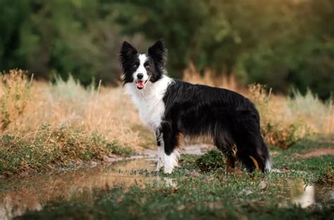 Rasa Border Collie Personalitate Îngrijire And Sănătate