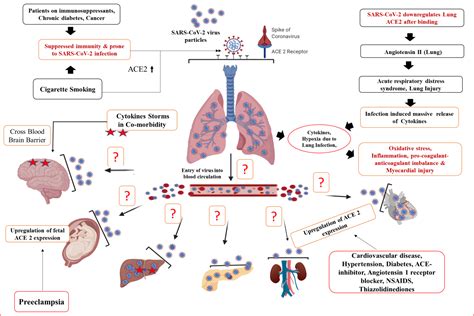 Multi Organ Failure In Covid 19 Patients A Possible Mechanistic