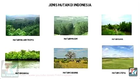 Mengenal Jenis Hutan Di Indonesia Beserta Ciri Ciriny