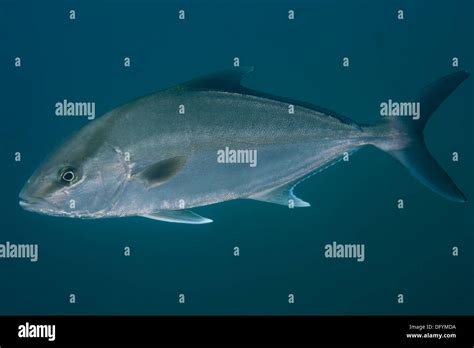 Seriola Bony Fish Amberjack Carangidae Underwater Stock Photo Alamy