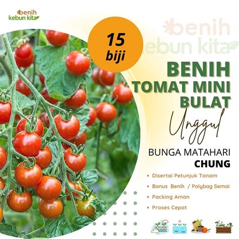 Jual Benih Tomat Cherry Chery Ceri Mini Bulat Shopee Indonesia