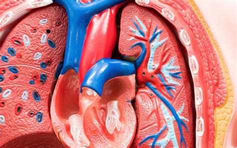 What To Know About Aortic Dissection Emsuk Learning