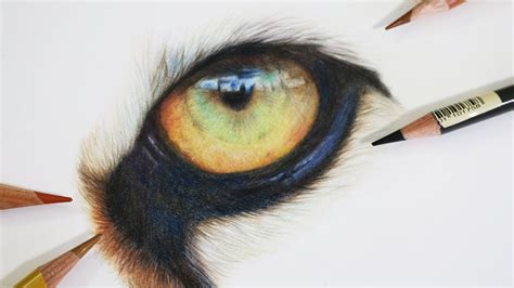 How To Draw A Realistic Tiger Eye Coloured Pencil Drawing Tutorial