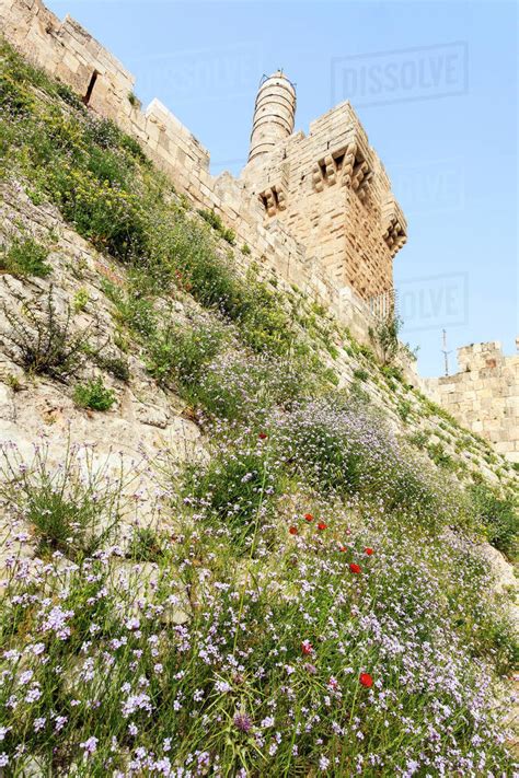 Davids Citadel And Wildflowers Growing On The Sloped Hillside