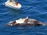 Photos of Shark Attacks Small Boat